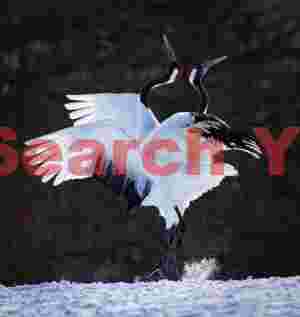 Red-crowned cranes in elegant duet