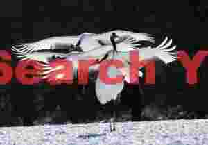 Red-crowned cranes, quintuple landing