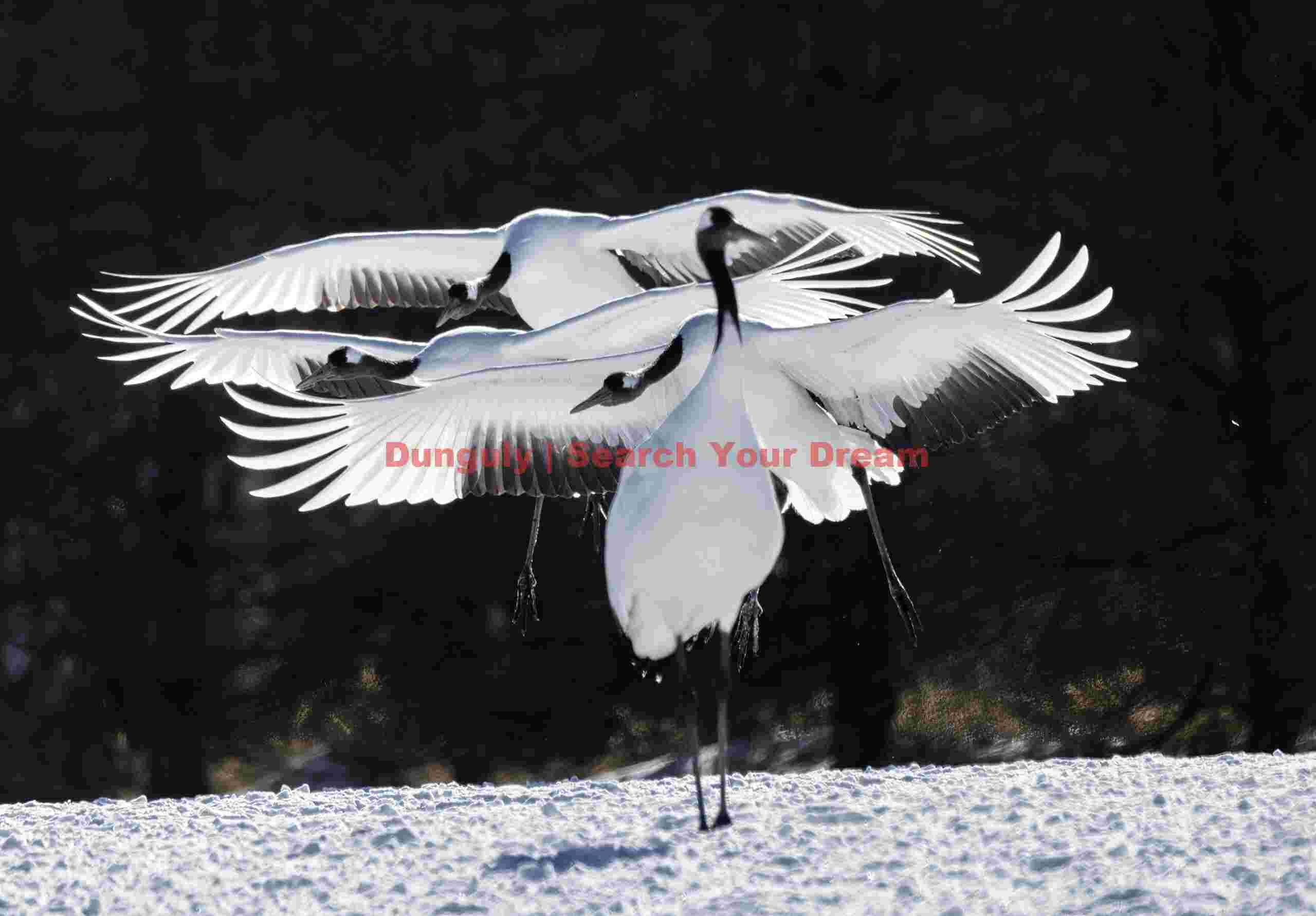 Red-crowned cranes, quintuple landing