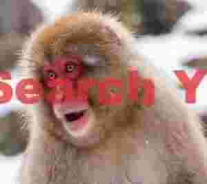 Red-faced, orange-eyed snow monkey portrait