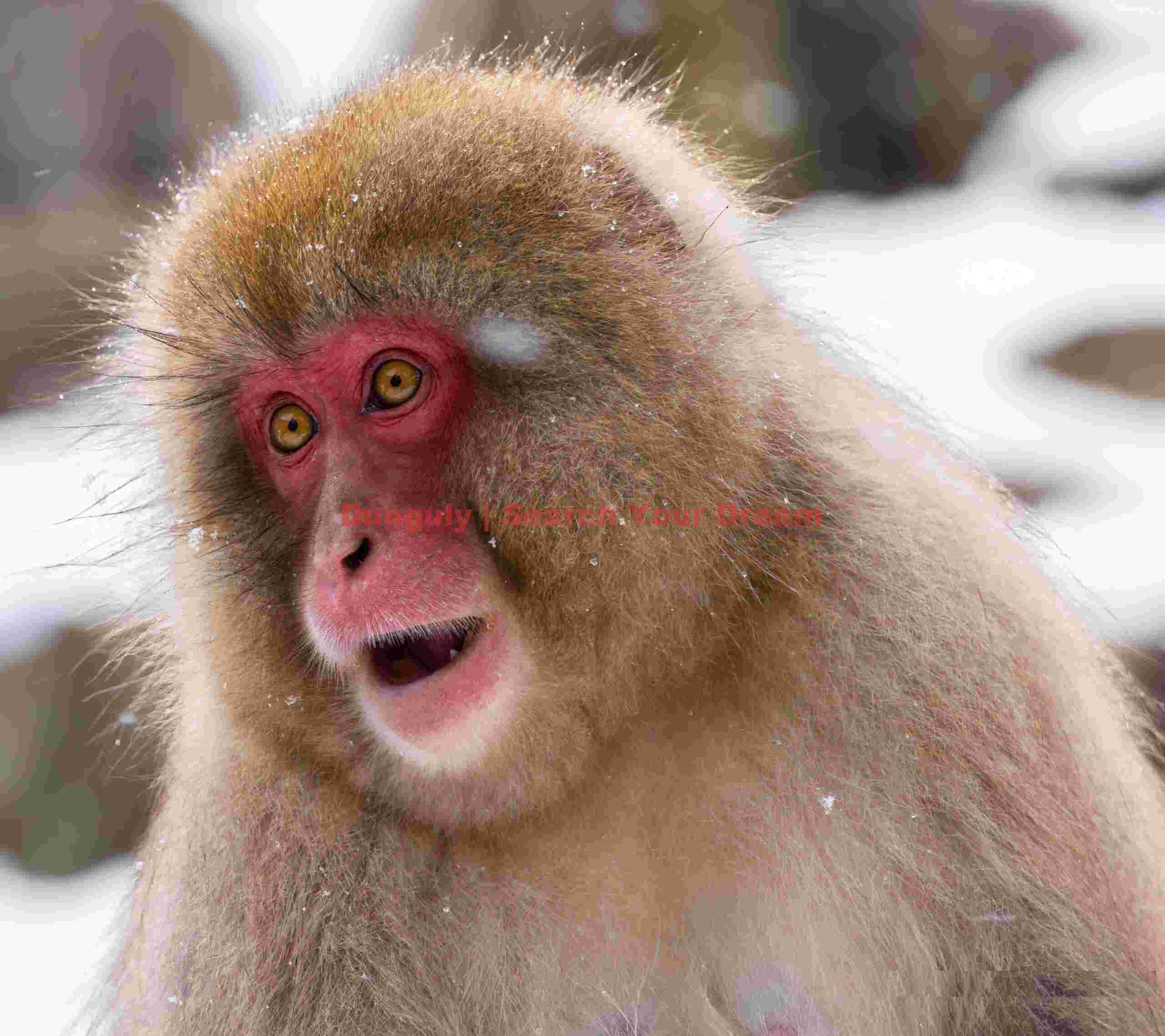 Red-faced, orange-eyed snow monkey portrait