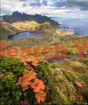 Red leaves, view over Sørvågen