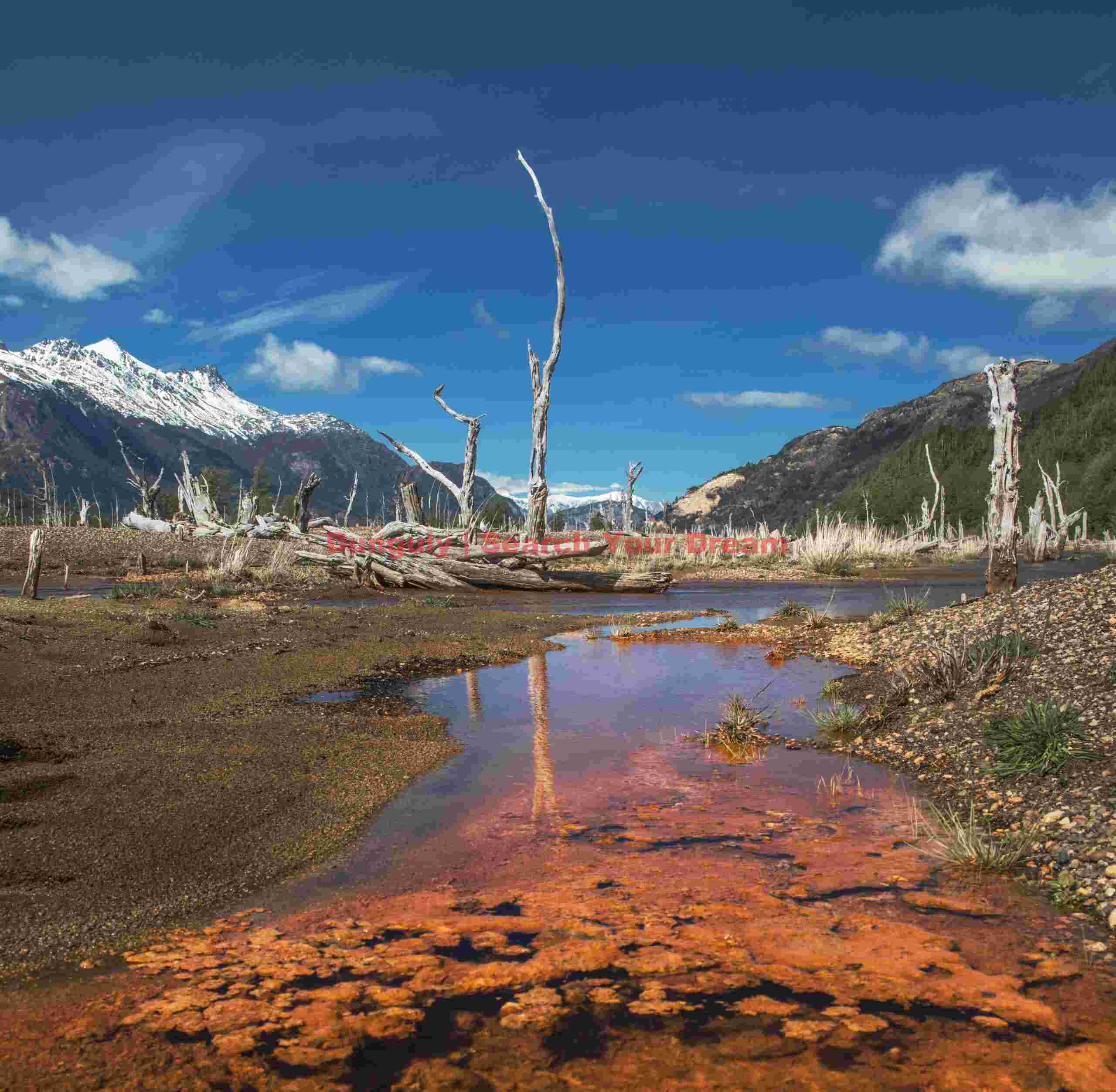 Red Silt, Dead Trees