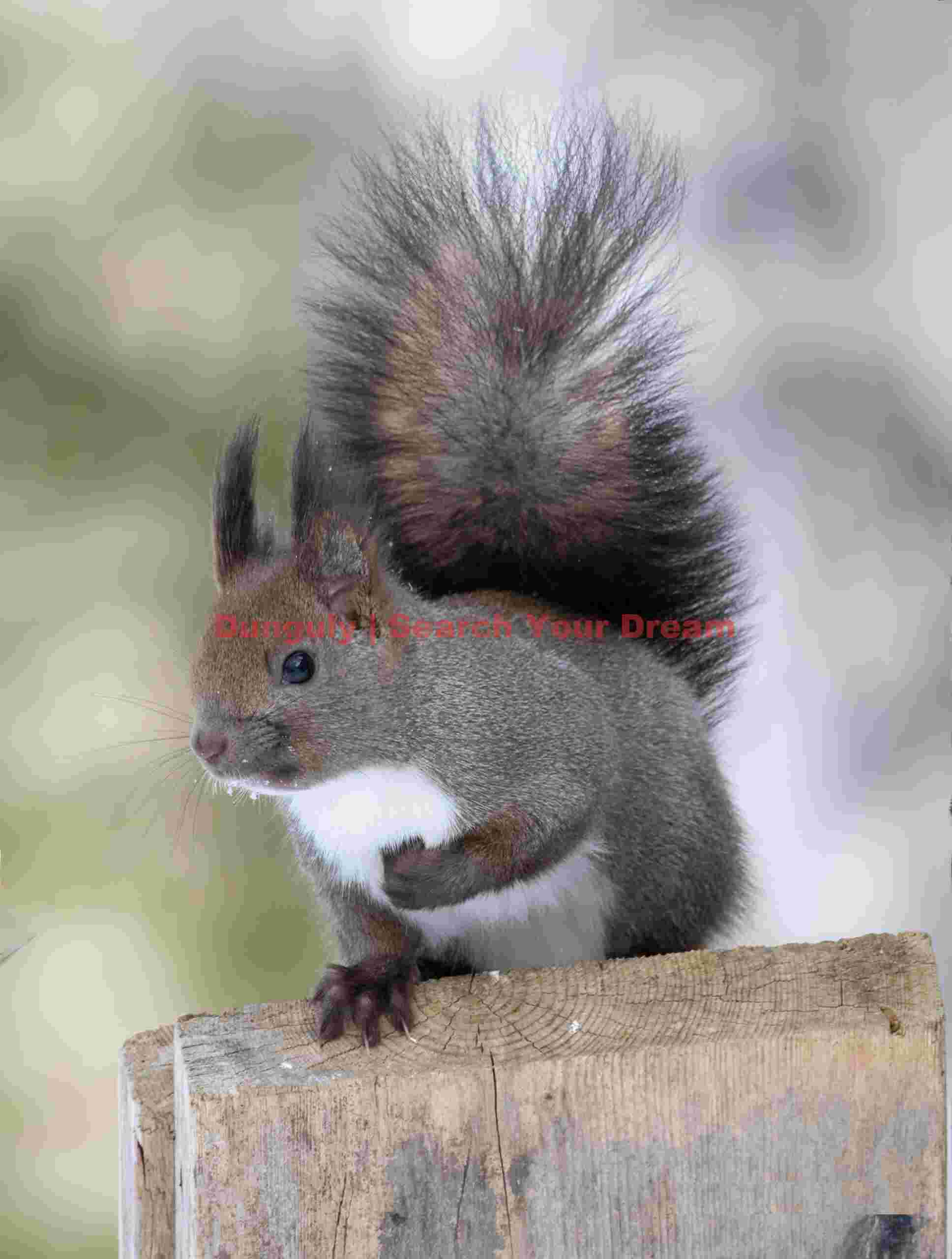 Red squirrel #2
