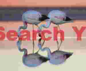 Reflected Pair of Andean Flamingos