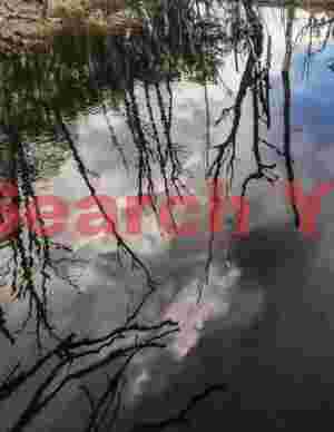 Relections in beaver pond