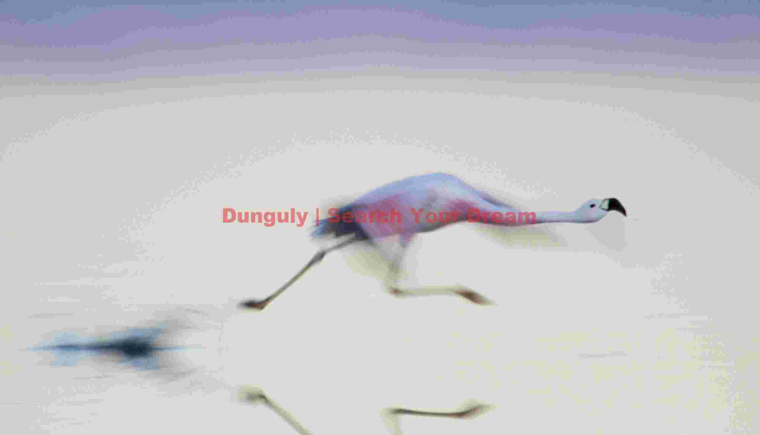 Roadrunner-style Takeoff, Andean Flamingo, Laguna Chaxa, Chile