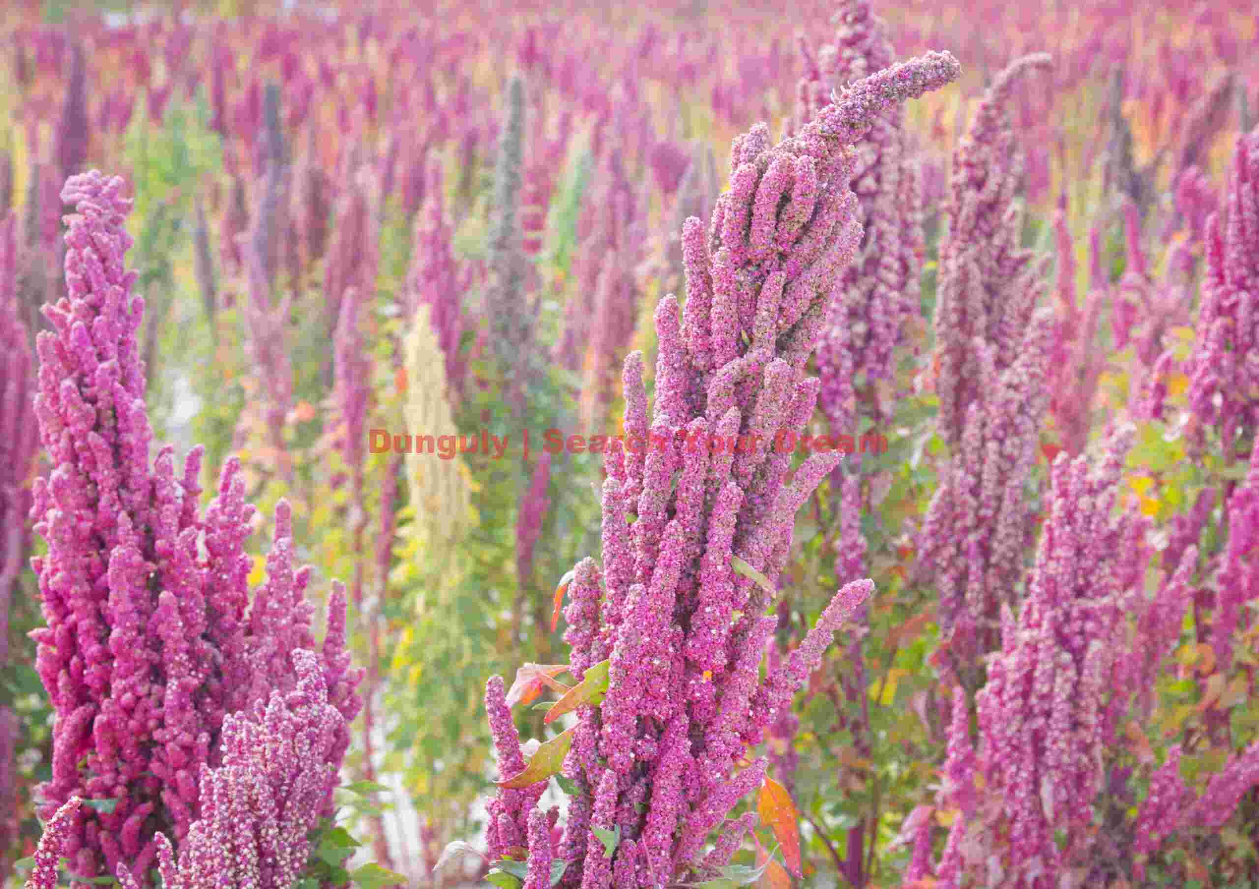 Roadside Quinoa Plantation