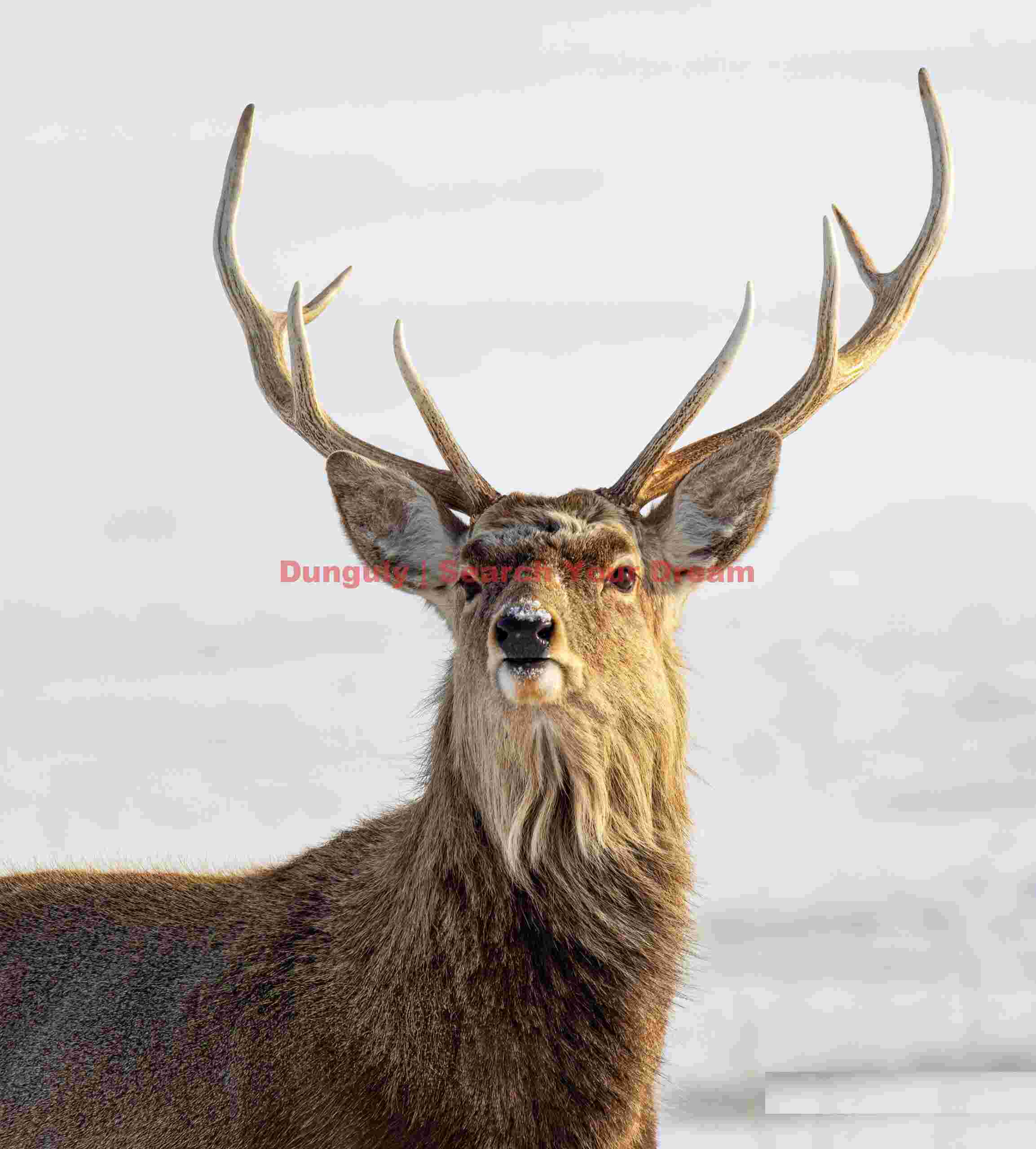 Sika deer, magnificent stag