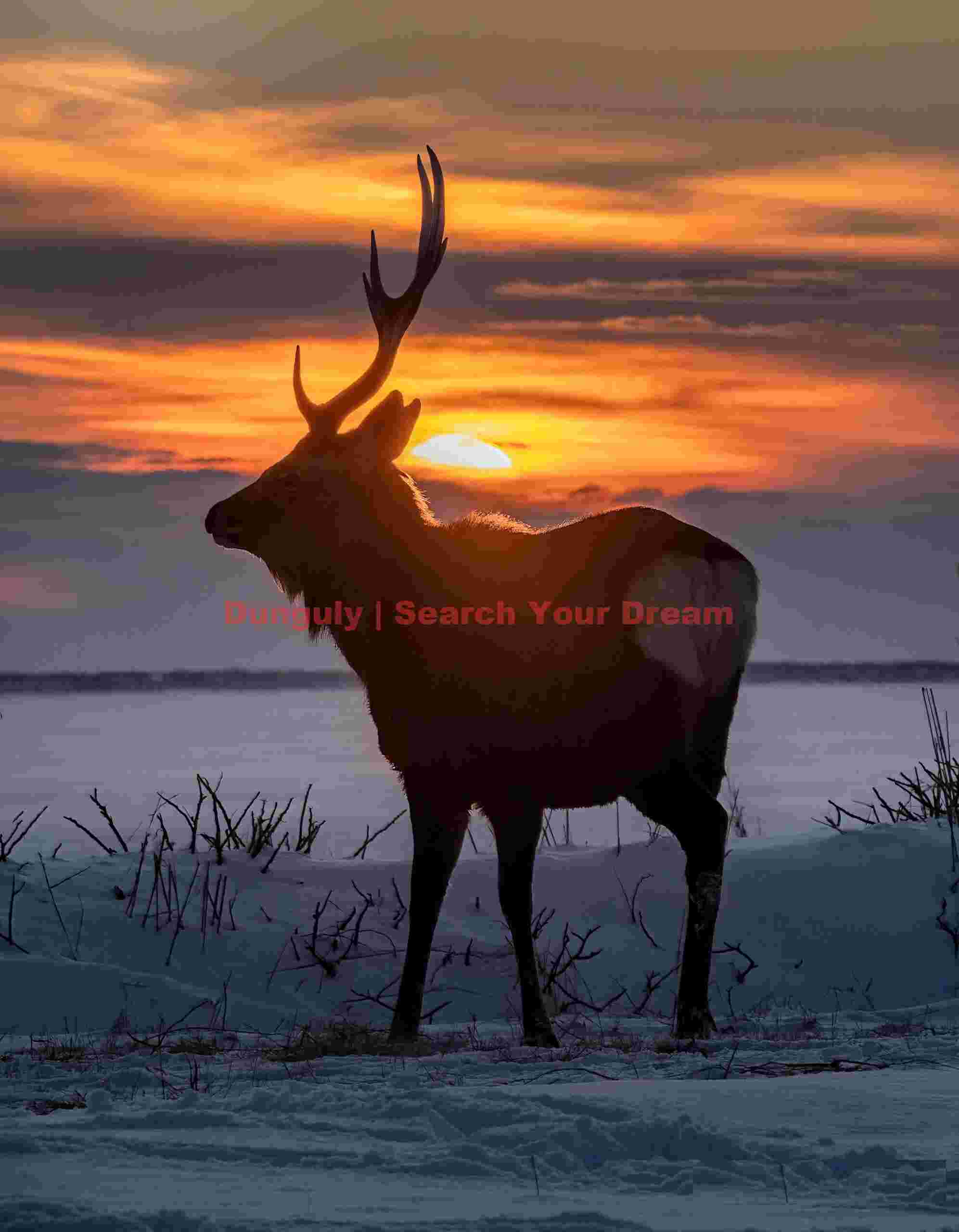 Sika deer silhouetted against setting sun