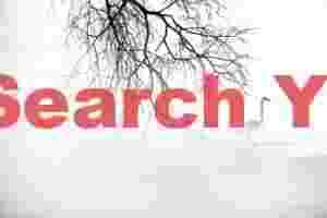 Single whooper swan clearly visible through parting mist below hanging branches