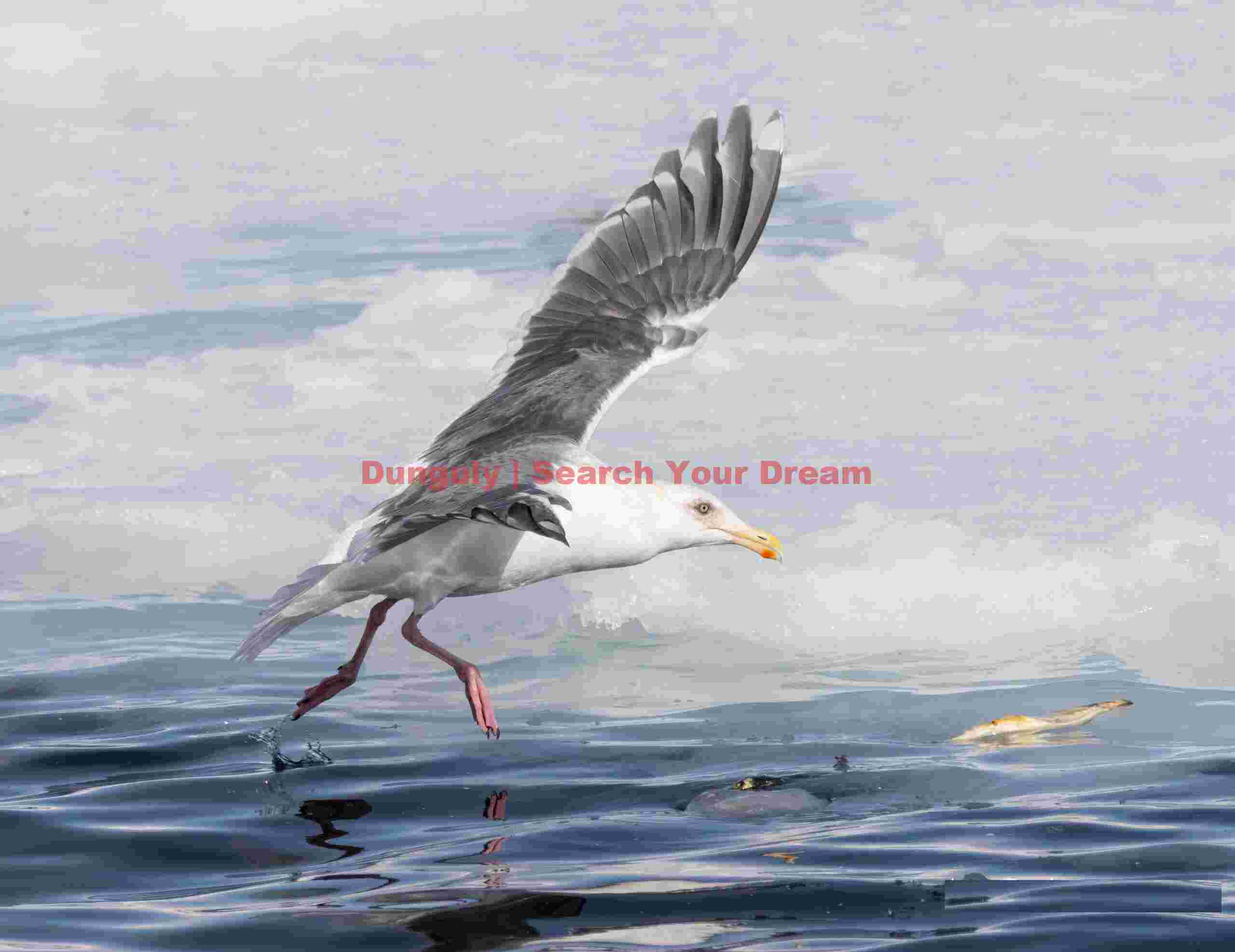 Slaty-backed gull skimming water to catch fish