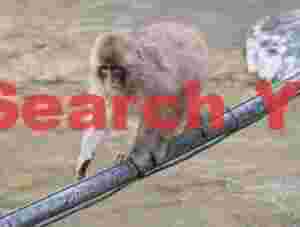 Snow monkey crossing river on suspended pipe