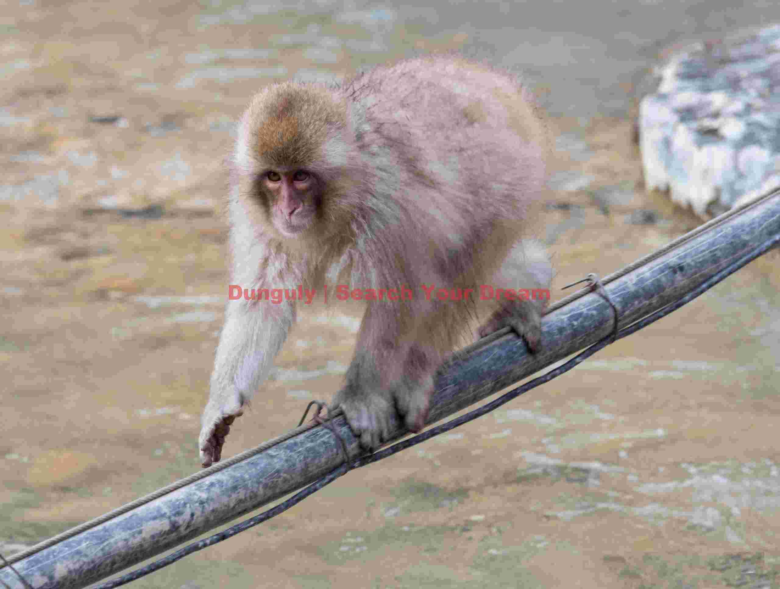 Snow monkey crossing river on suspended pipe