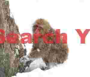 Snow monkey digging snow at base of rock