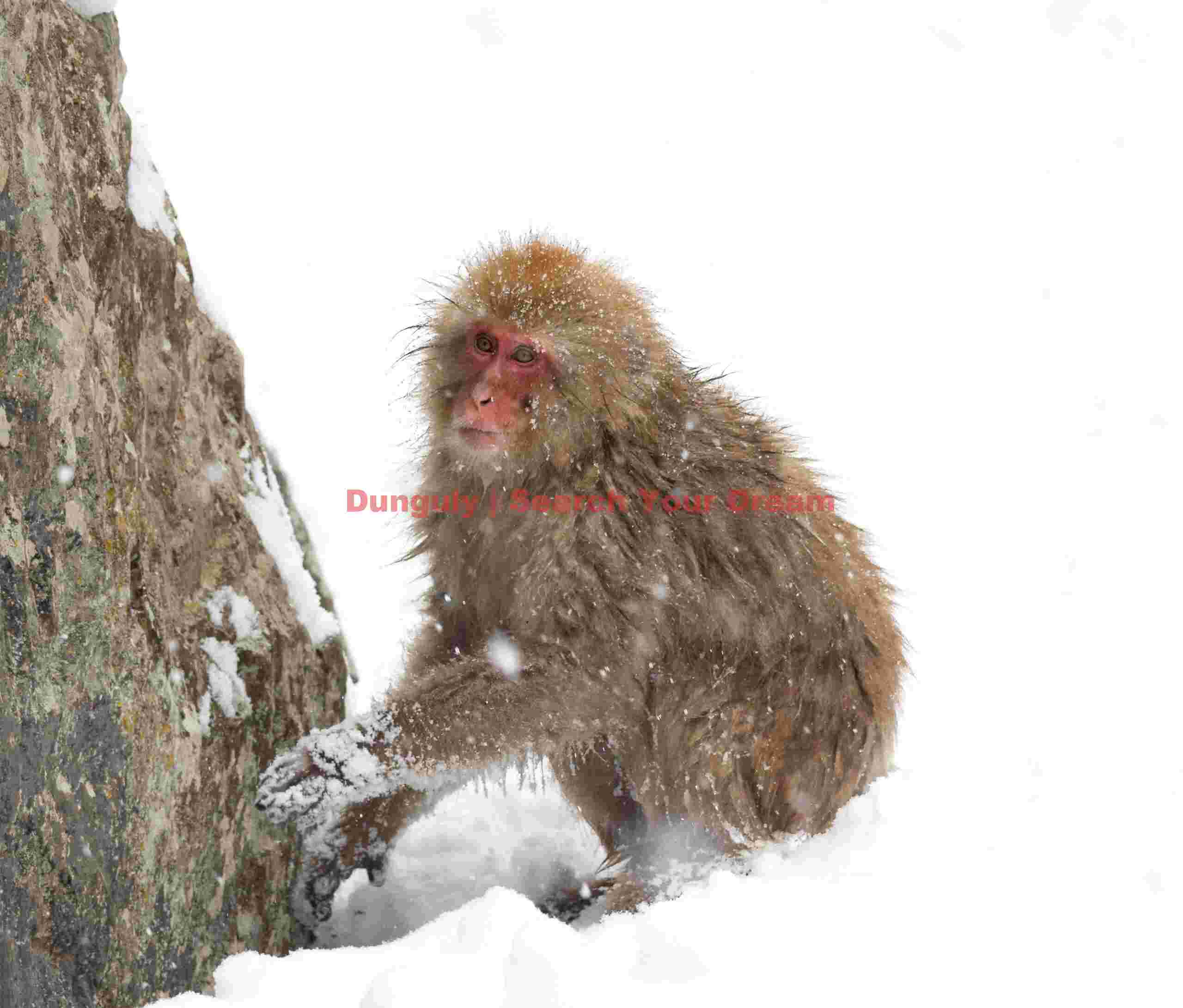Snow monkey digging snow at base of rock