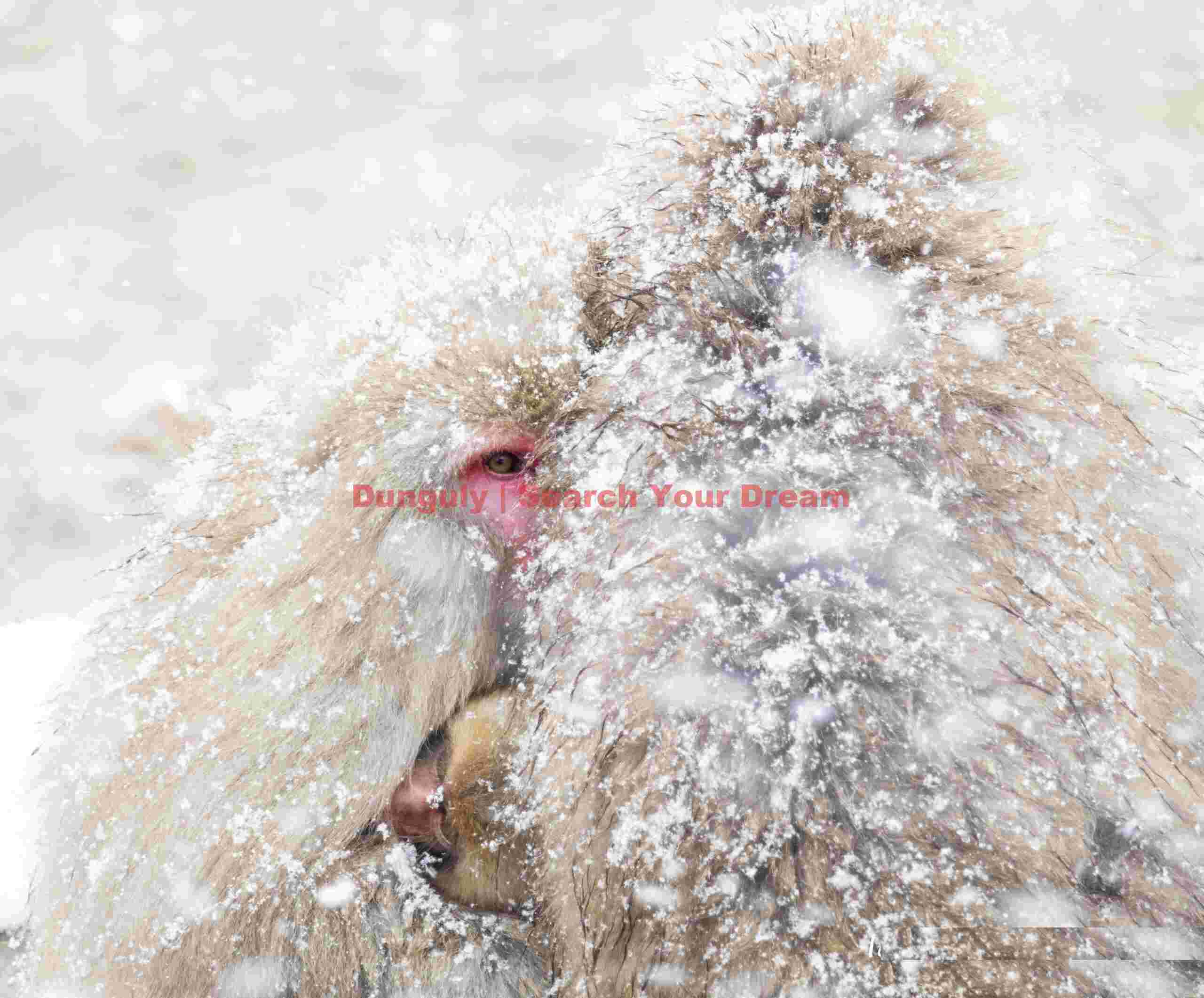 Snow monkey eye peeping through a huddle