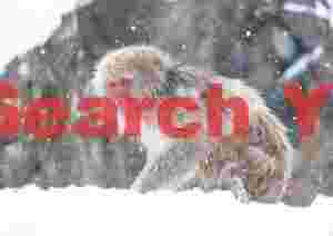 Snow monkey in falling snow