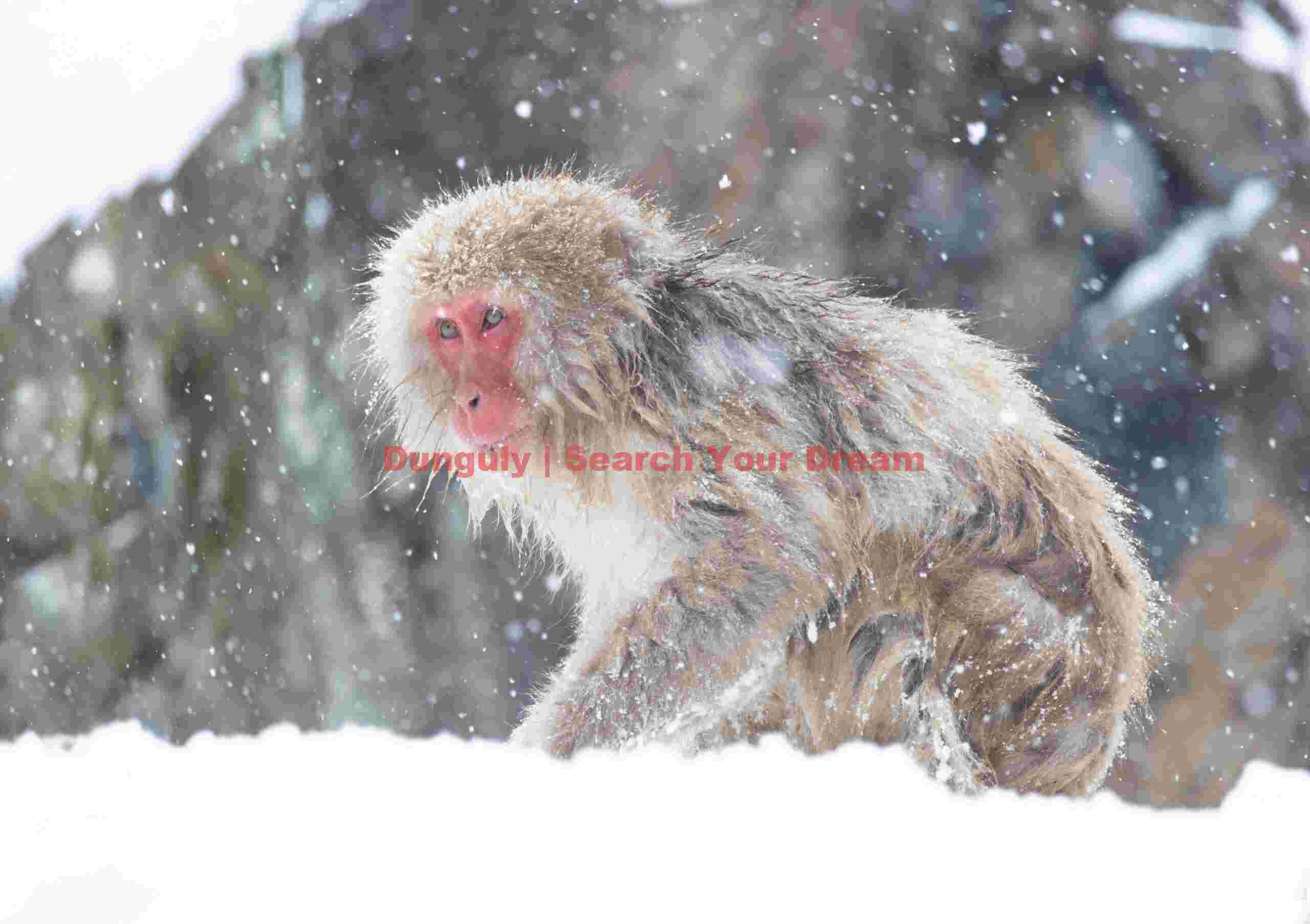 Snow monkey in falling snow