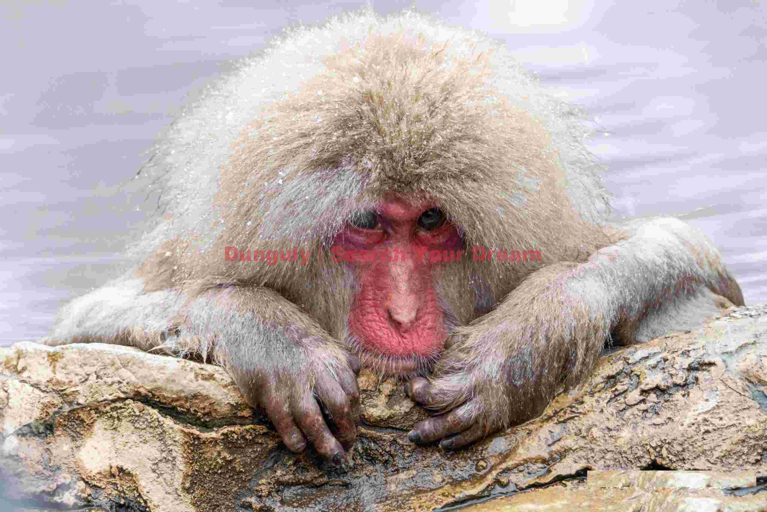 Snow monkey peering over the edge of the onsen