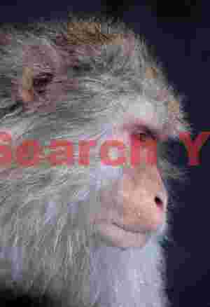 Snow monkey portrait on black