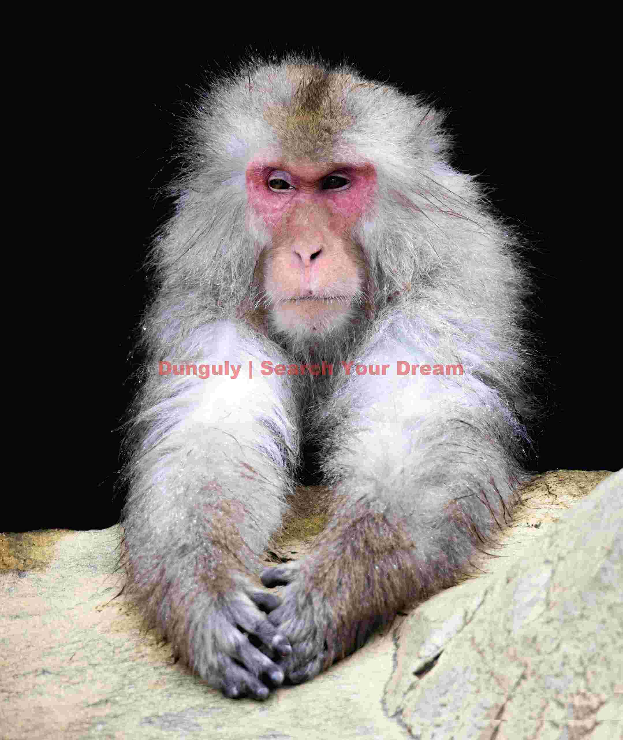 Snow monkey portrait on black with outstretched arms
