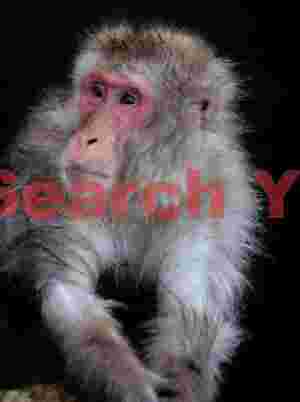 Snow monkey portrait with arms clasped