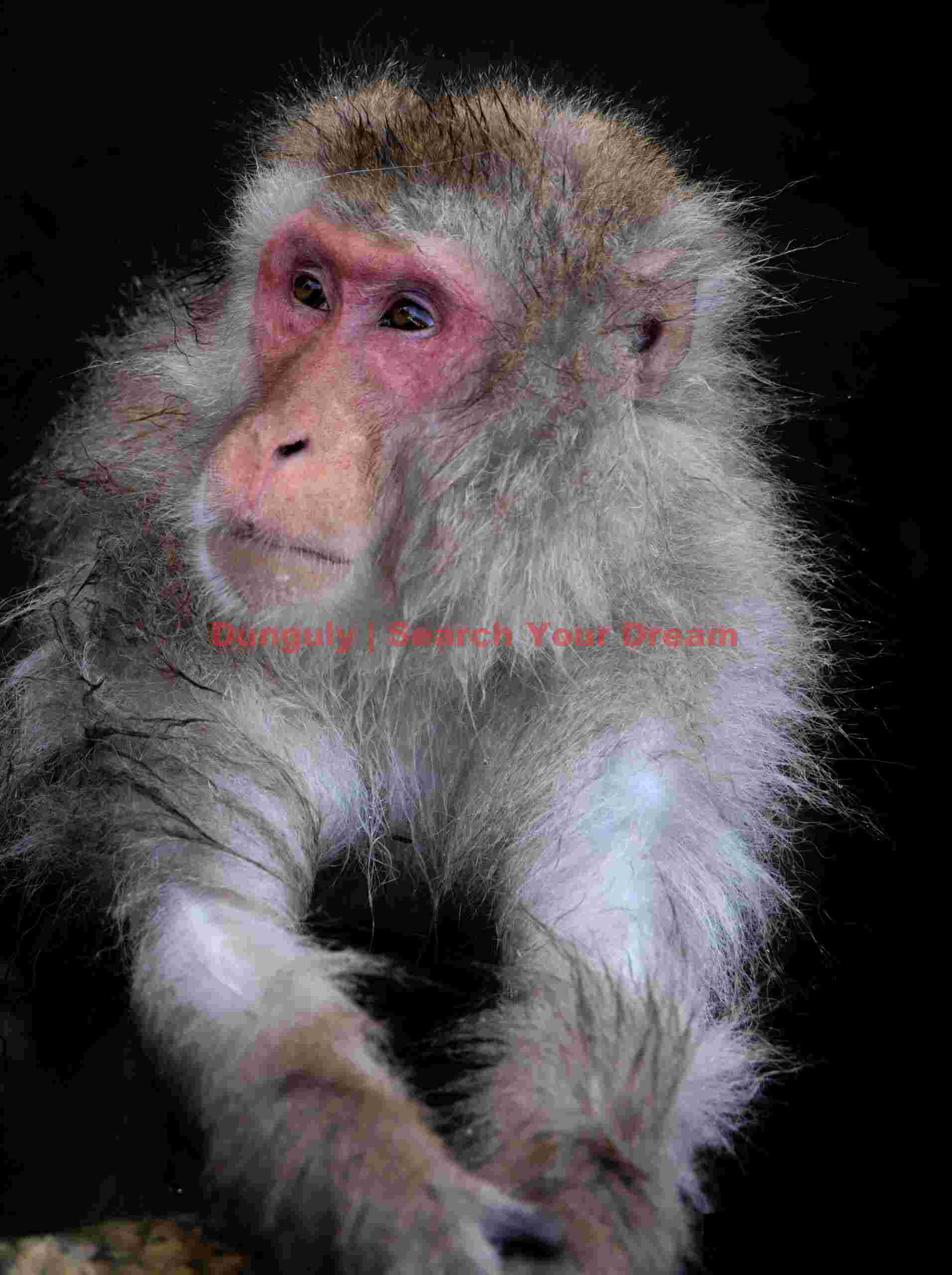 Snow monkey portrait with arms clasped