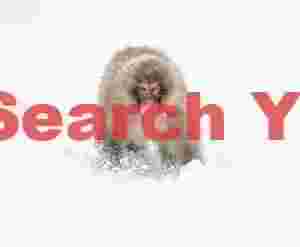 Snow monkey running in snow