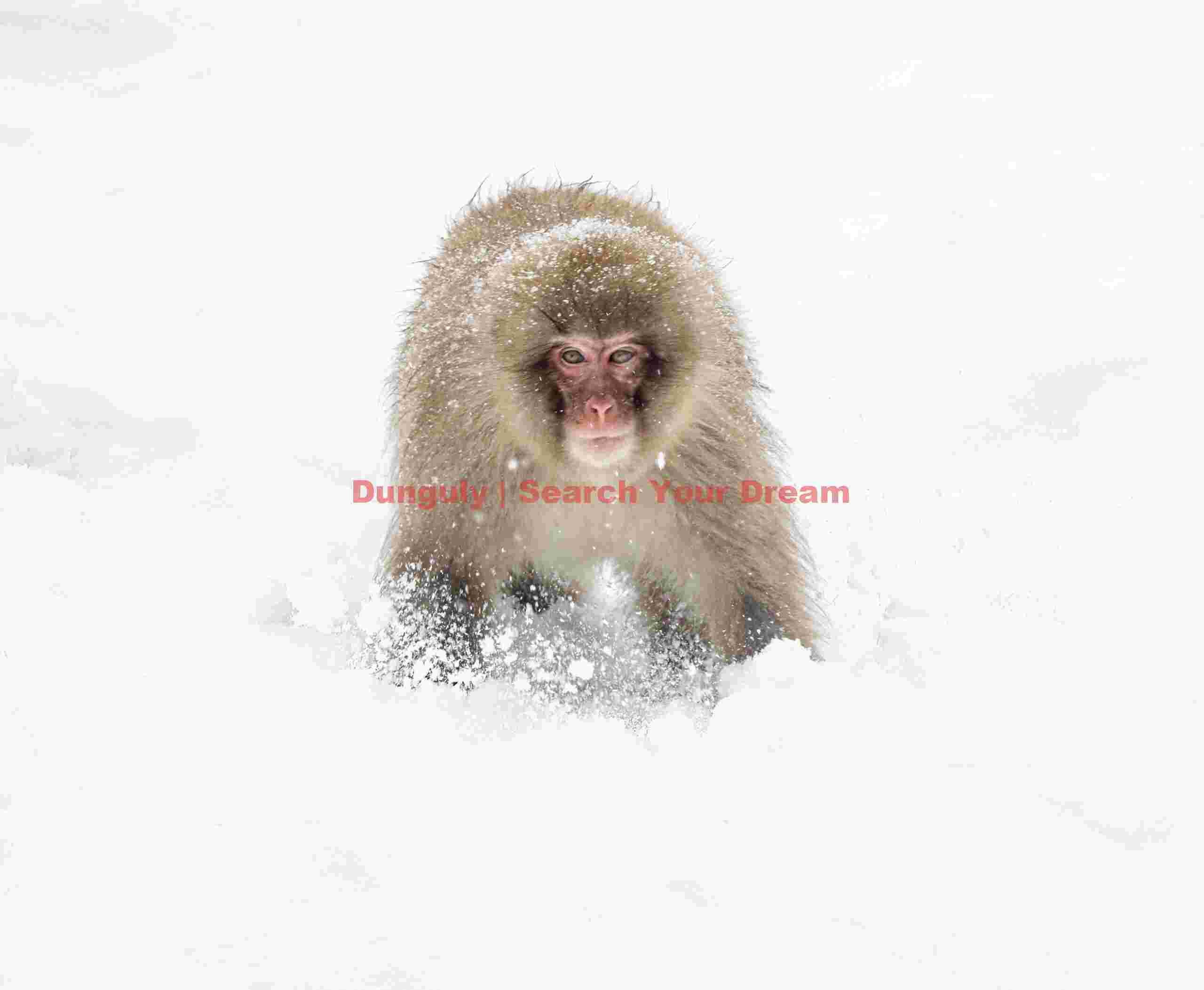 Snow monkey running in snow