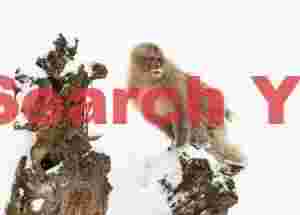 Snow monkey standing on rock exposed in snow