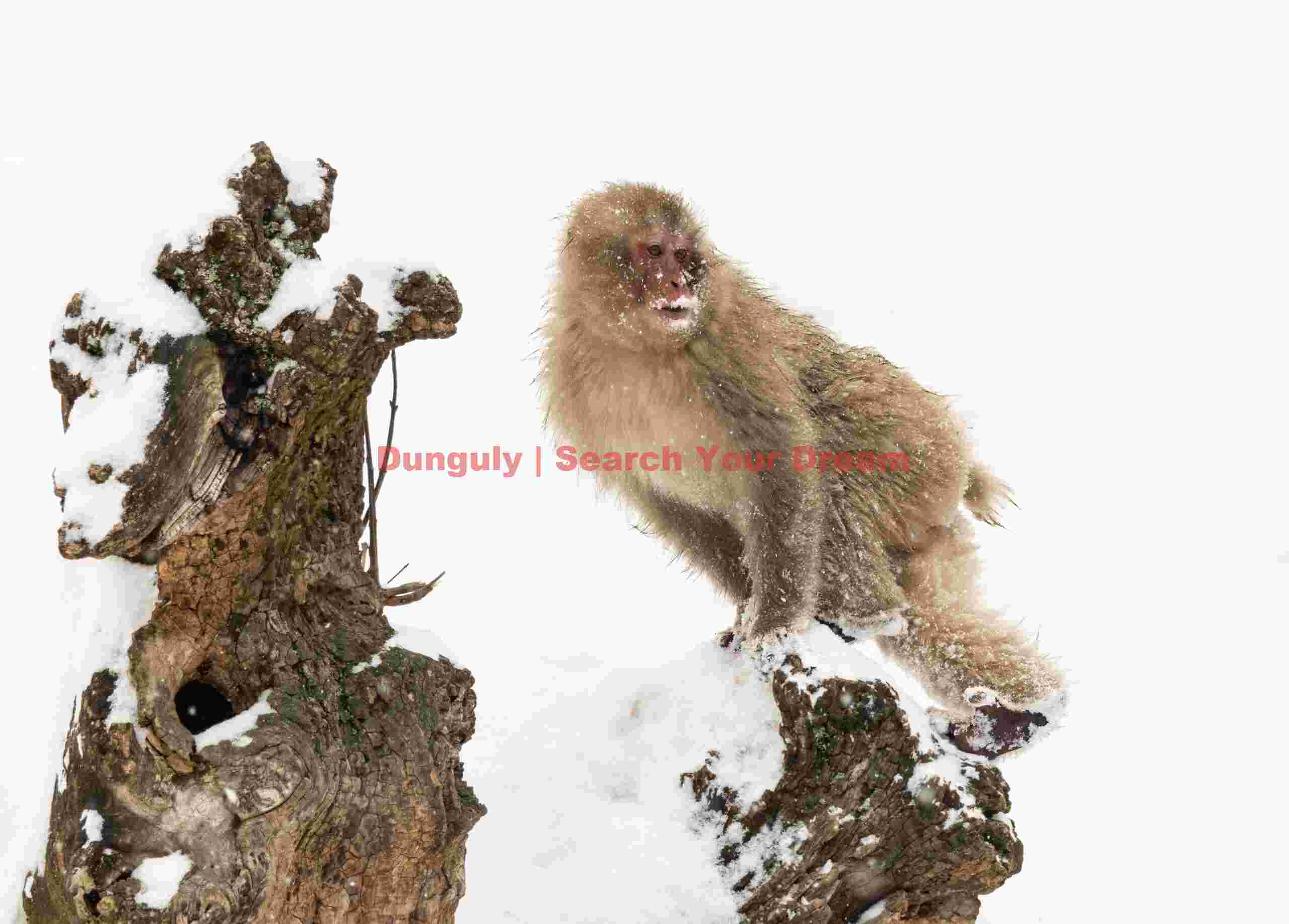 Snow monkey standing on rock exposed in snow