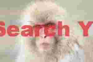 Snow monkey with slightly fierce expression