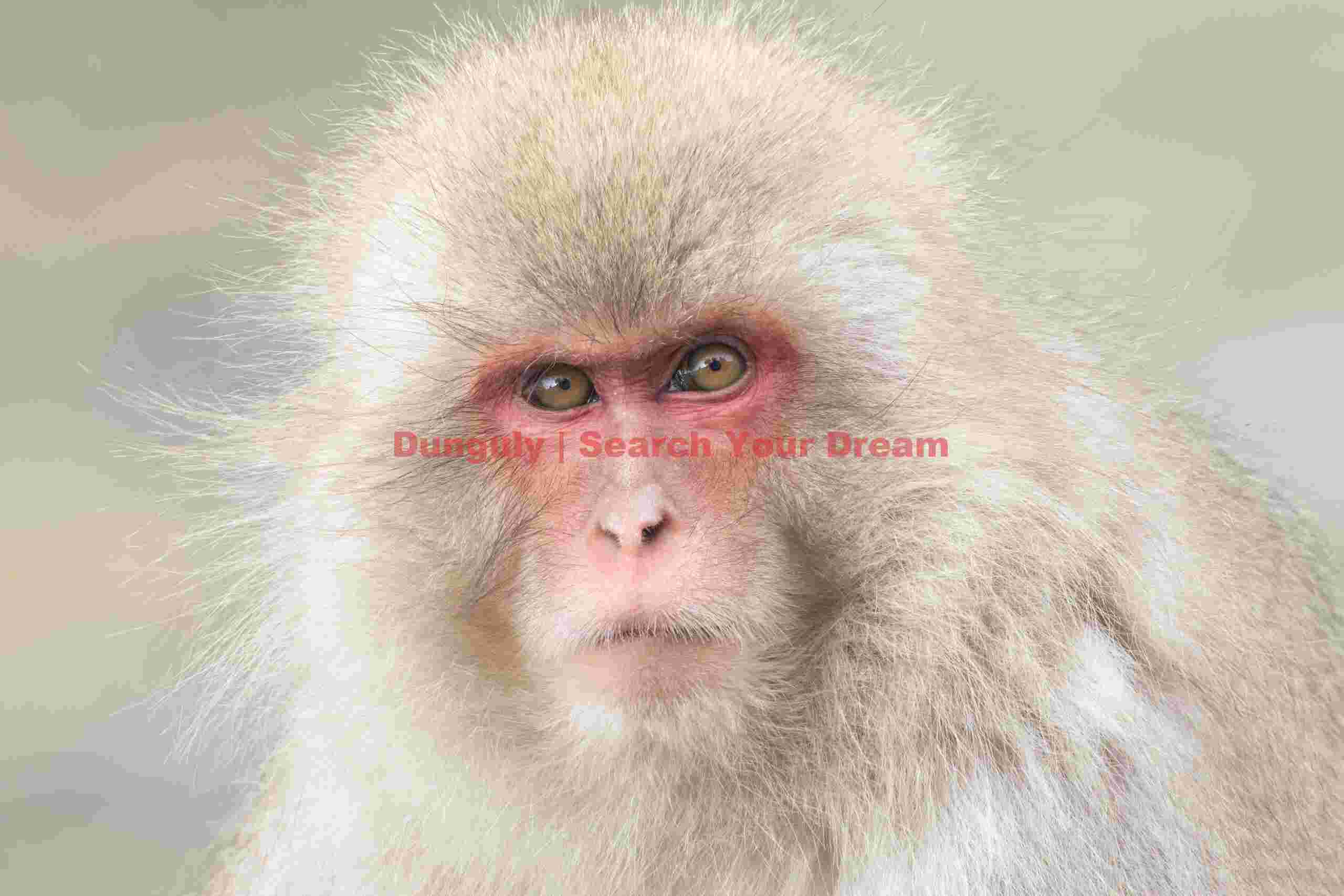 Snow monkey with slightly fierce expression