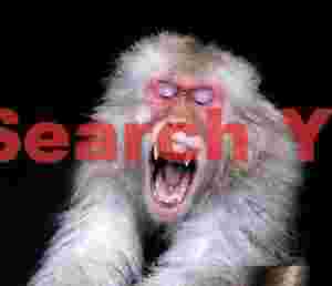 Snow monkey yawning, on black