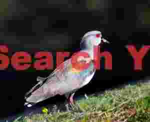 Southern Lapwing Against Black Background