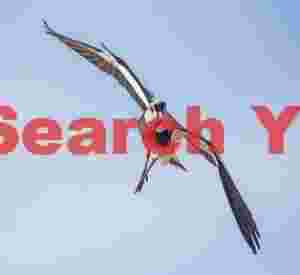 Southern Lapwing Banking in Flight