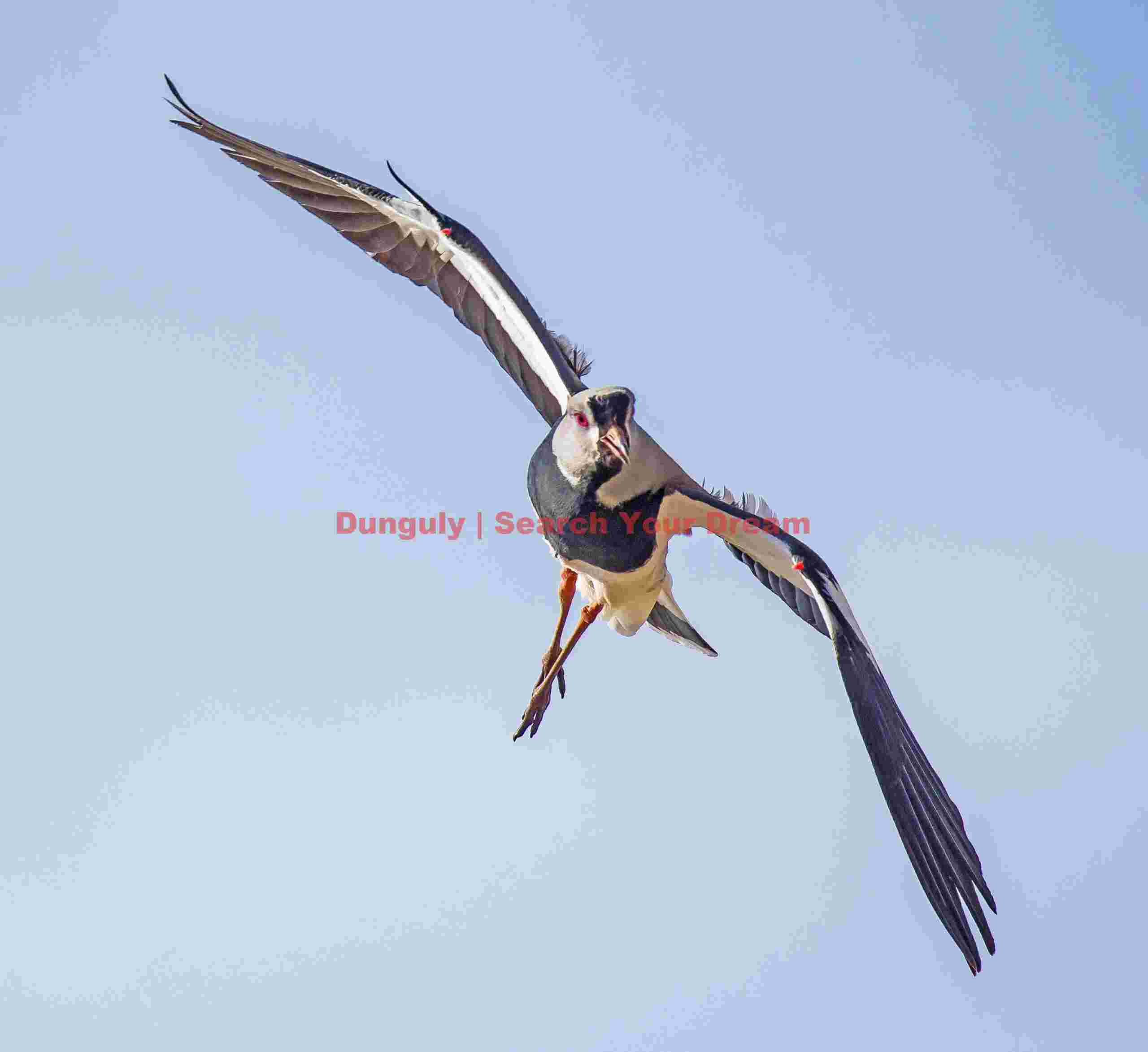 Southern Lapwing Banking in Flight