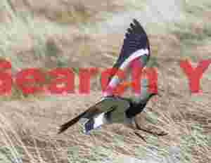 Southern Lapwing Landing in Grass