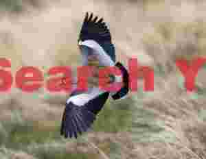 Southern Lapwing with Wings Outstretched