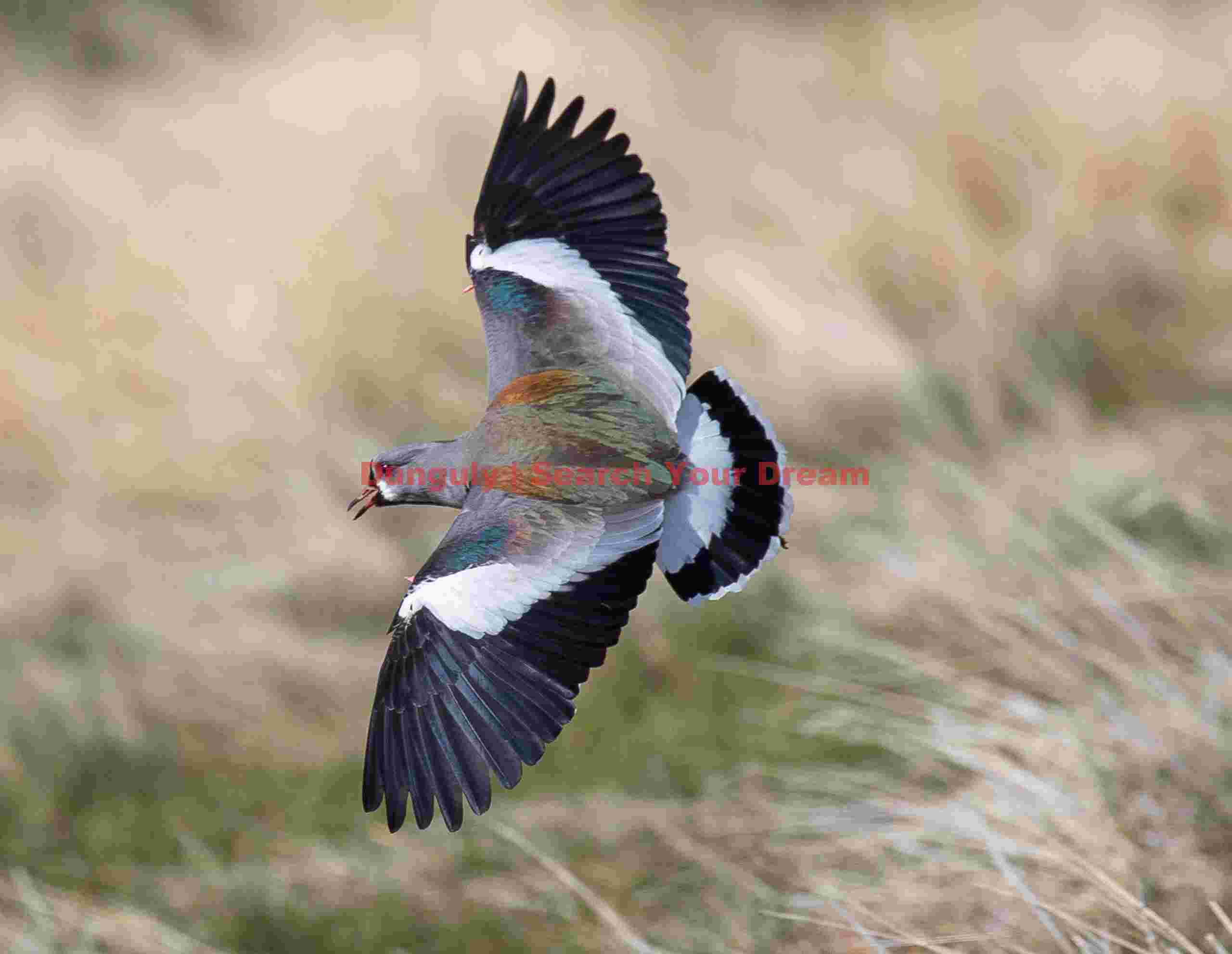 Southern Lapwing with Wings Outstretched