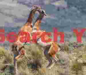 Sparring Guanacos #1