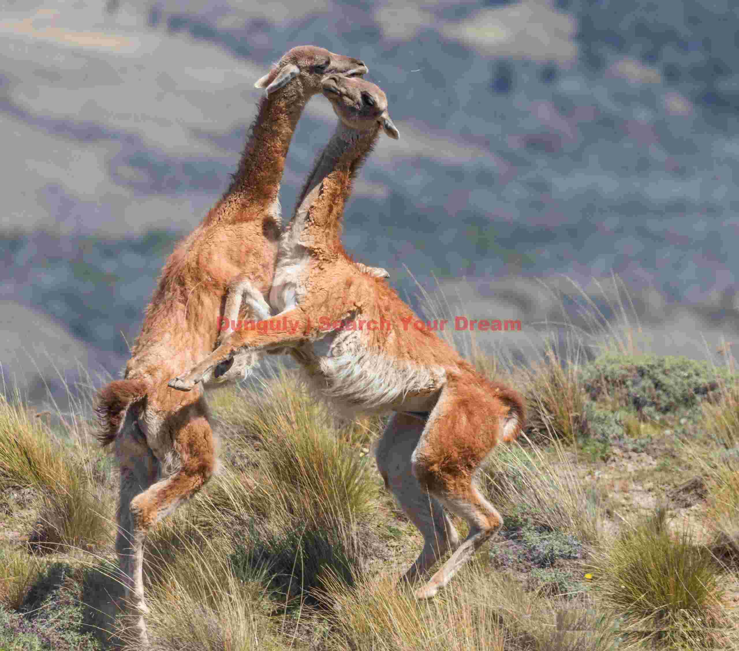 Sparring Guanacos #1