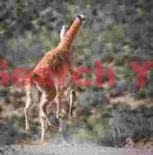 Sparring Guanacos - All Feet Off the Ground