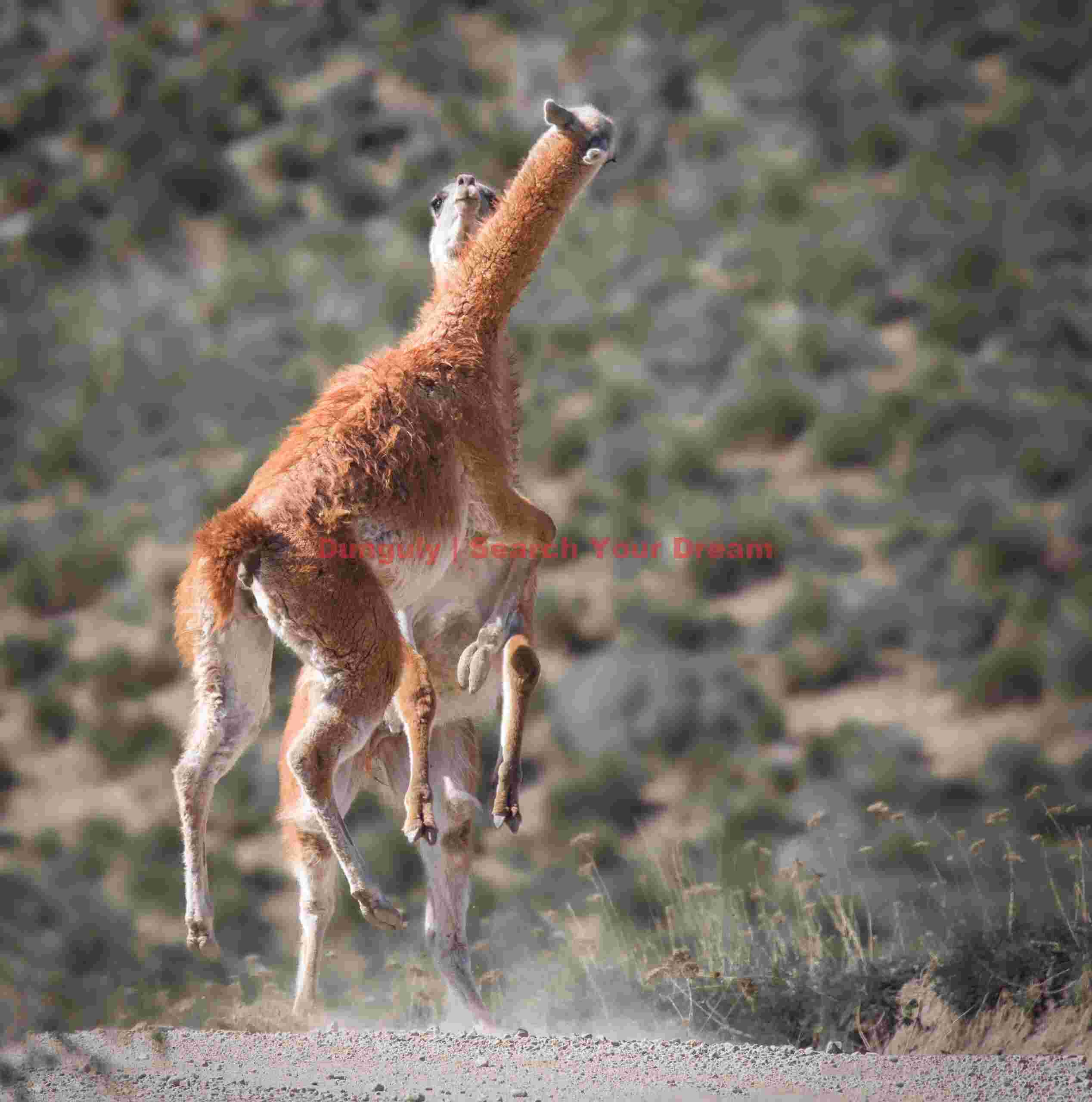 Sparring Guanacos - All Feet Off the Ground
