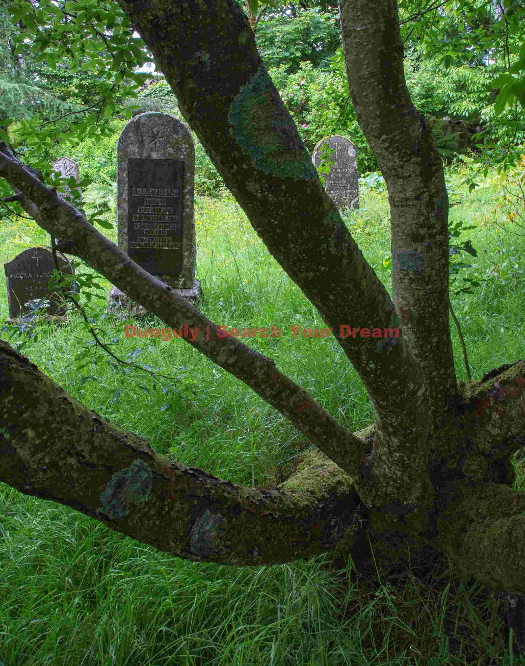 Splayed tree and gravestones