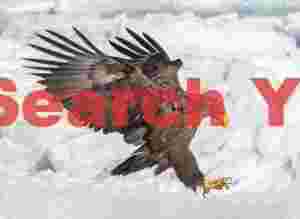 Steller's eage with wings outstretched on ice pinnacle