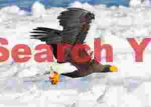 Steller's eagle flying above ice with fish in talons