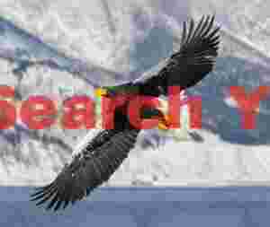 Steller's eagle in flight with mountainside backdrop