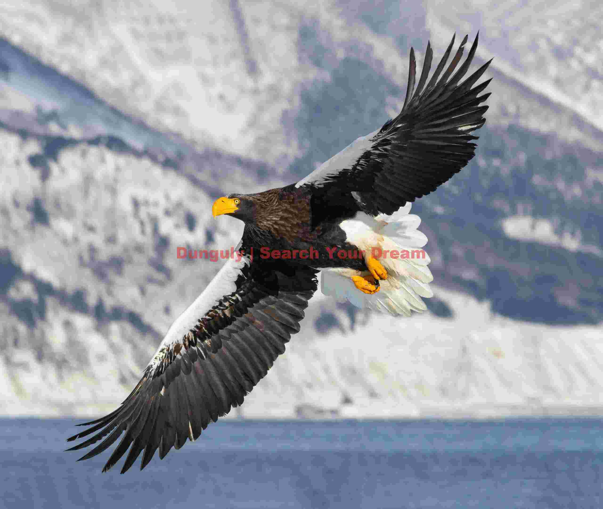Steller's eagle in flight with mountainside backdrop